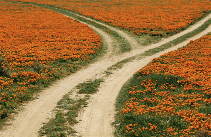 Kodak-fork-in-the-road